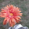 I am flower.