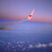 飛行機から