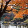 小石川後楽園の紅葉4