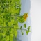 もっと光を‥