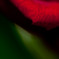 The world of macro　NO.11