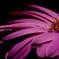 The world of macro　NO.4