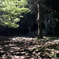 in the forest