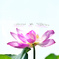 蛙と蓮の花