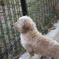 忠犬チビ