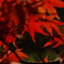紅