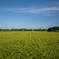 Fields of gold
