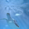 ウミガメの成長