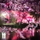 夜桜