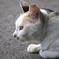 実家の猫