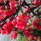 花の季節