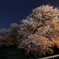 一心行の大桜
