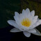 睡蓮 1