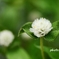 White Strawberry ＜3＞