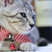 猫とワイン