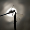 Orthetrum brunneum