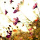 秋桜