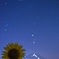 夏の夜の夢。