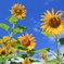 庭先の夏１