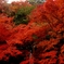 寂光院RED