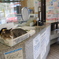 猫駅長