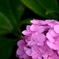 真夏に紫陽花を愉しむ