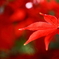 紅の葉