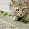 野良猫
