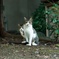 猫兄弟