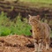 その鋭い眼光、凛々しい立ち姿は獅子のそれ