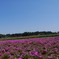 芝桜