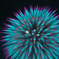 HANABI-5