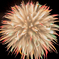 HANABI-6