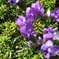 駒ヶ岳の高山植物1
