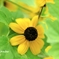 もう一つの太陽の花 ＜3＞