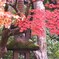 2009京都の紅葉《泉涌寺》