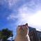 neko