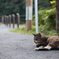 おひるねの猫