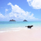 Lanikai Dog