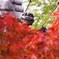 2009京都の紅葉《鬼瓦03》