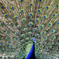 Peacock eyes