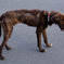 山道を彷徨う猟犬