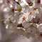 白石サイクリングロードの桜
