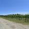 A Vineyard