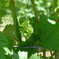 A Vineyard