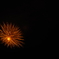 夜菊