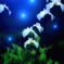 花の精が舞う夜