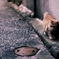 名も無き猫