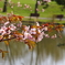 水際の桜