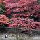 紅葉と青い川